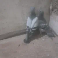 سبز ومگس