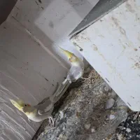 جفت عروس