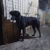 سگ نر گریت دین