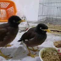 جوجه مینا
