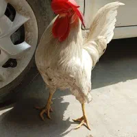خروس جوان