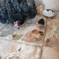 مرغ محلی باسه جوجه