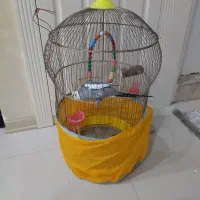 عروس هلندی نر آواز خواندن با قفس