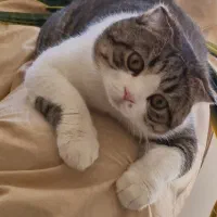 گربه اسکاتیش نرعقیم یکساله