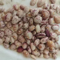 لوبیا|خوردنی و آشامیدنی|بربرود, |دیوار