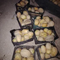 طالبی درجه 3