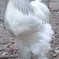 تخم مرغ نوتفه دار نژاد برهما