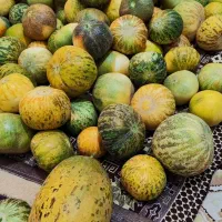 گرگه گیلانغرب ( ویژنان )