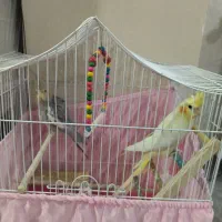 عروس هلندی