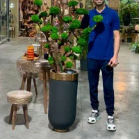 درخت جاودان بنسای دیوار خزه ای صخره