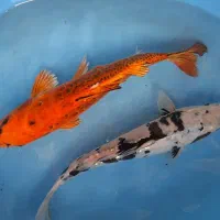 کوی پوست چرم