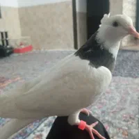 طوقی دستی و پلنگ