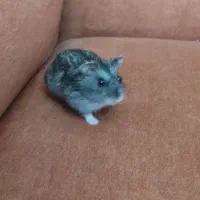 واگذاری یک عدد همستر با قفس