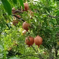 700متر باغ آق دره با اتاقک 20متری دورکشی فنس