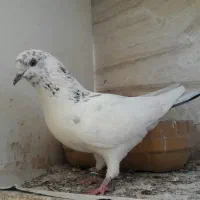 کفتر ماده