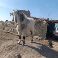 بر نر یکسال