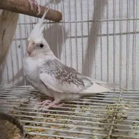 عروس هلندی فروشی بهترین نژاد
