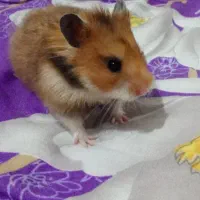 همستر سوری ۵ ماهه