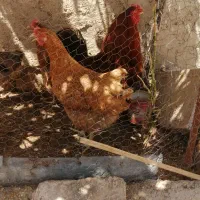 فروش یک عدد مرغ