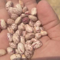 لوبیا