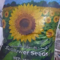 تخمه
