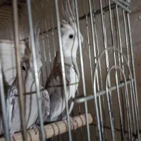 عروس هلندی مولدبا لوازم کامل فروش و معاوضه
