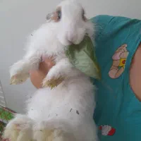 خرگوش