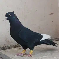 قارا سیاه کلکسیونی