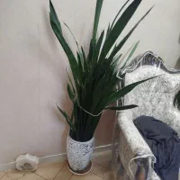 گل سانسوریا