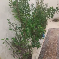گل آپارتمانی