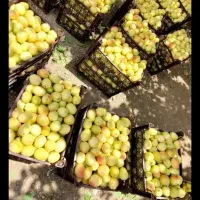 کارگر کشاورزی