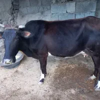 گاو
