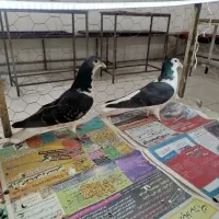 کبوتر پرنده کفتر