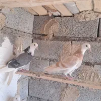 کبوتر فروشی