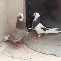 یک جفت کفتر