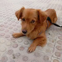 توله روباهی پاکوتاه