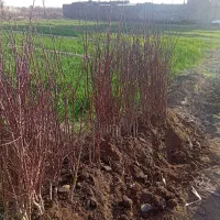 نهال آلو بادام