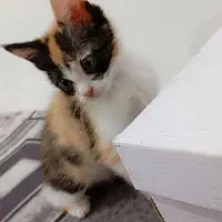 گربه|گربه|زنجان, |دیوار