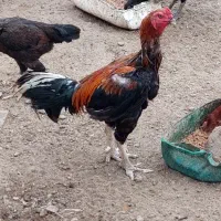 خروس و مرغ و جوجه لاری