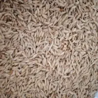 جو ابی فروشی