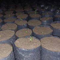 درخت  نهال پسته تازه