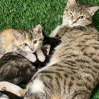 واگذاری گربه،سرپناه امن در خانه حیاط دار