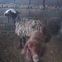 شیشک شال ۴دندون بز کهره دار وبزچاق