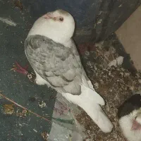 کبوتر باختی خورده