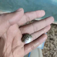 ماهی پافر بوفر