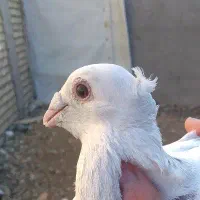جوجه مسافتی آلرام