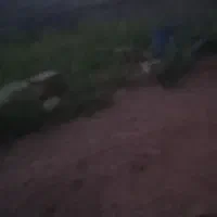 بذر اصلاح شده برنج علی کاظمی