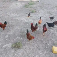 مرغ