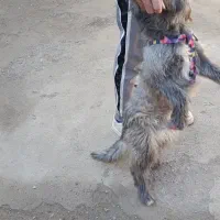 واگذاری سگ شیتزو تریر