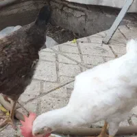 مرغ و خروس